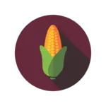 corn seed