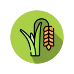 paddy seed